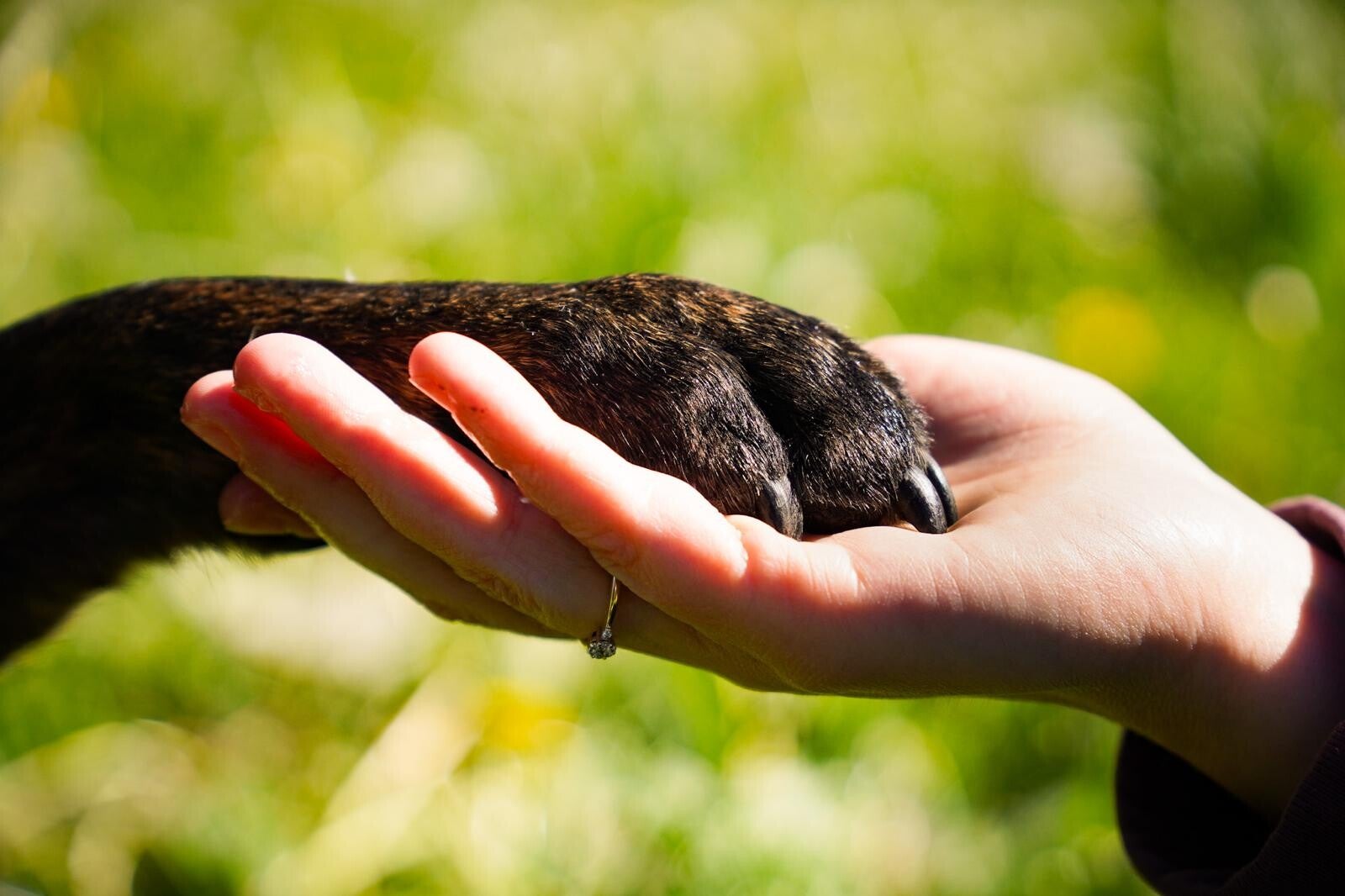 Schwarze Hundepfote liegt in Hand