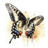 Swallowtails studio