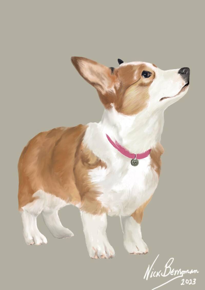 corgie.jpg