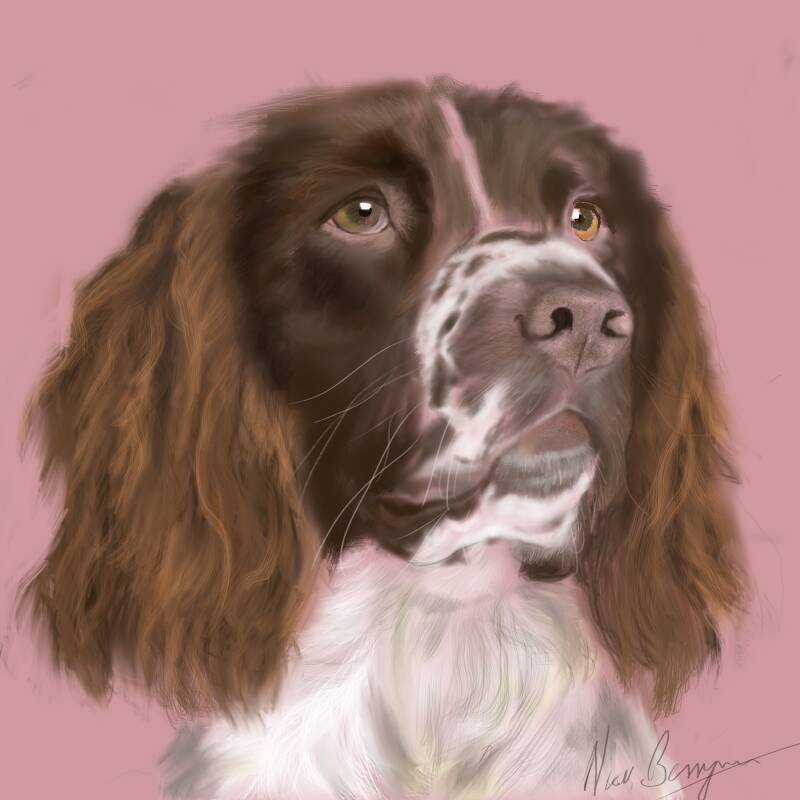 spaniel-1.jpg