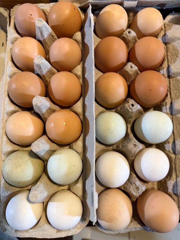 Egg