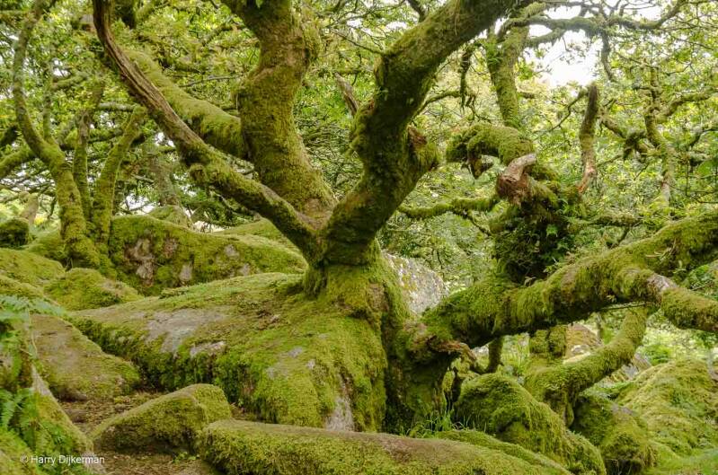 Wistman's Wood