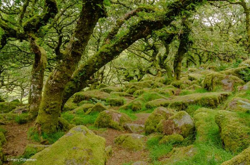 Wistman's Wood