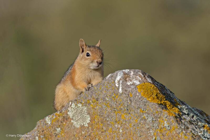 Perzische Eekhoorn - ​Persian Squirrel