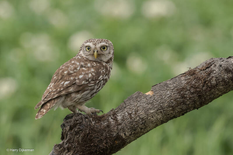 Steenuil - Little owl