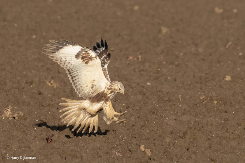 Ruigpootbuizerd -Rough-legged Buzzard