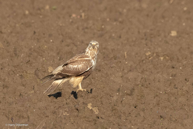 Ruigpootbuizerd