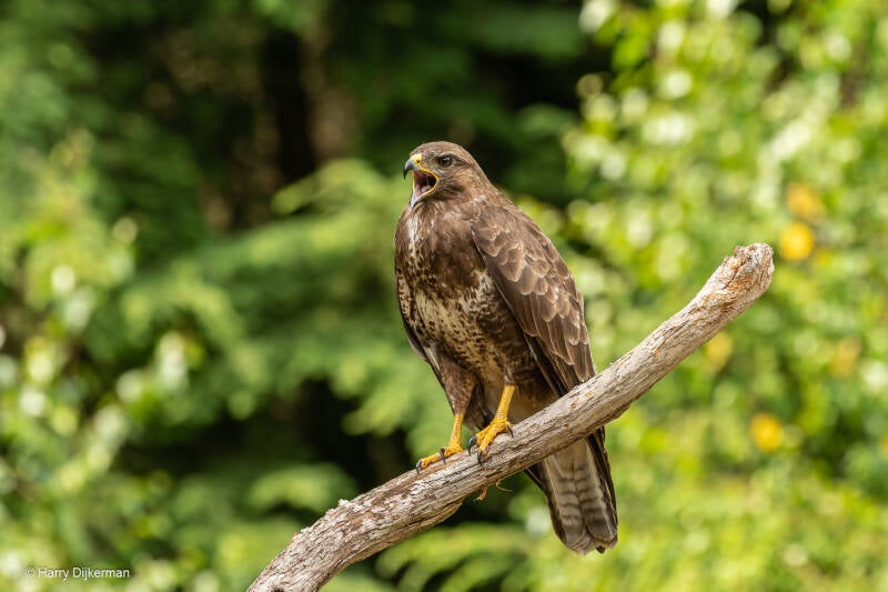 Buizerd