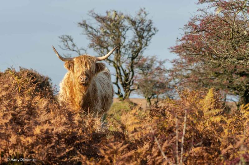 Schotse hooglander - Highlander