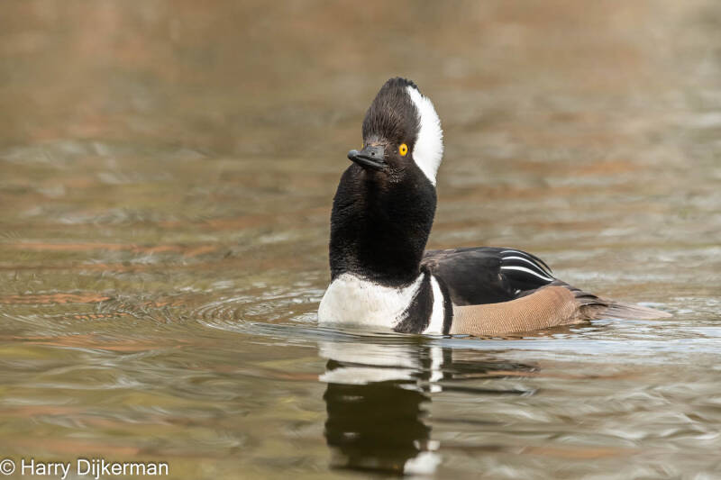 Kokardezaagbek - Hooded Merganser