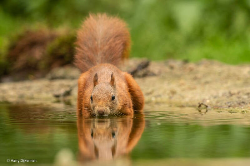 Eekhoorn - Red Squirrel