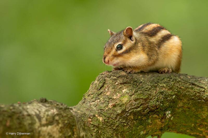 Siberische grondeekhoorn - Siberian Chipmunk 