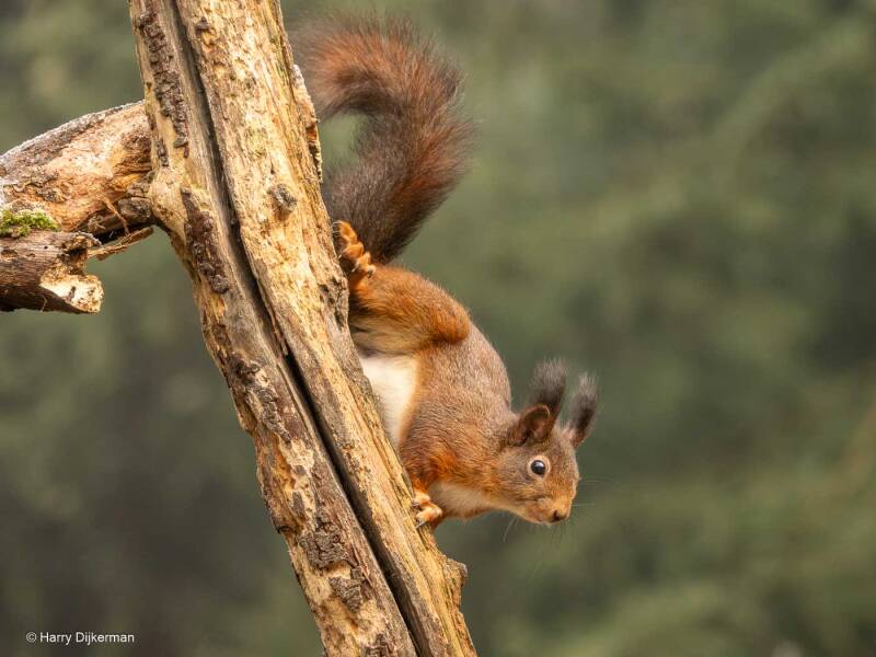 Eekhoorn - Red Squirrel