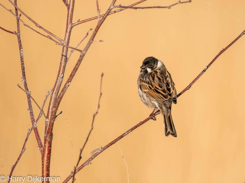 Rietgors - Reed Bunting