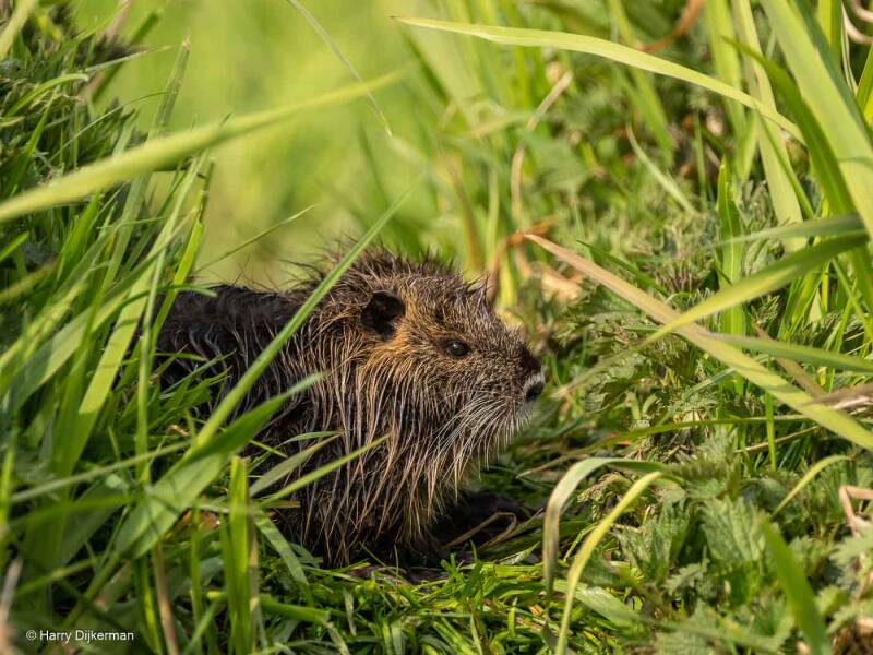 Beverrat - Coypu