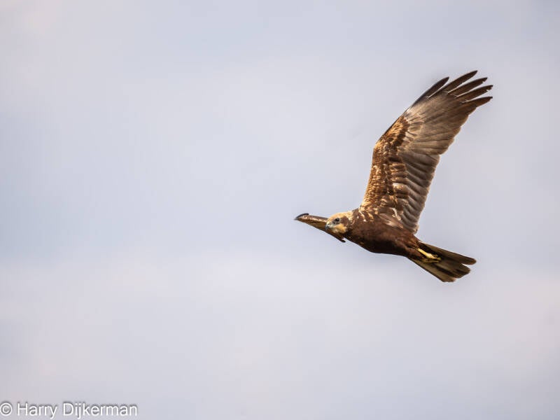 Kiekendief - Marsh Harrier