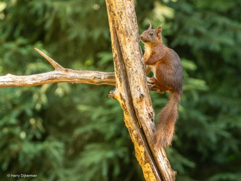 Eekhoorn - Red Squirrel