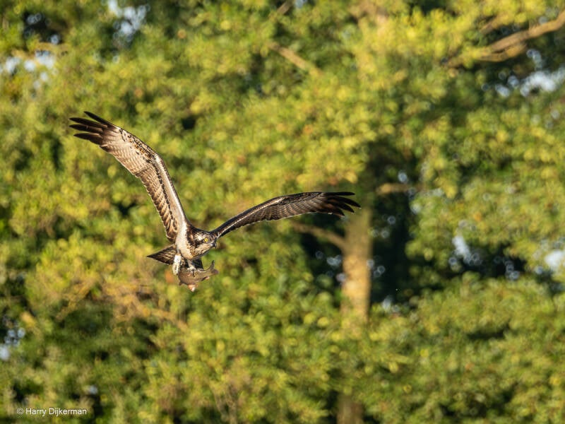Visarend - Osprey