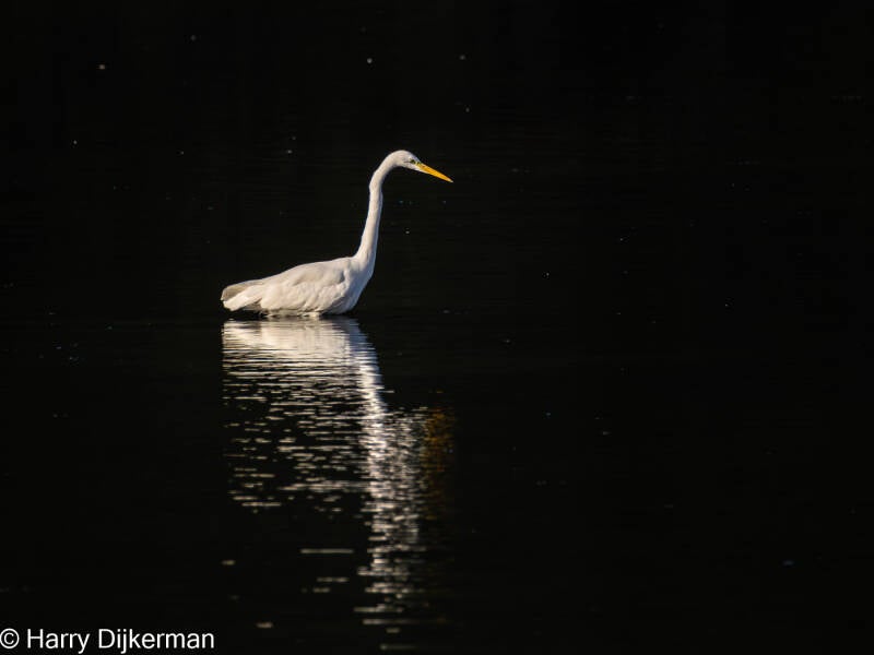Grote Zilverreiger - Great White Egret