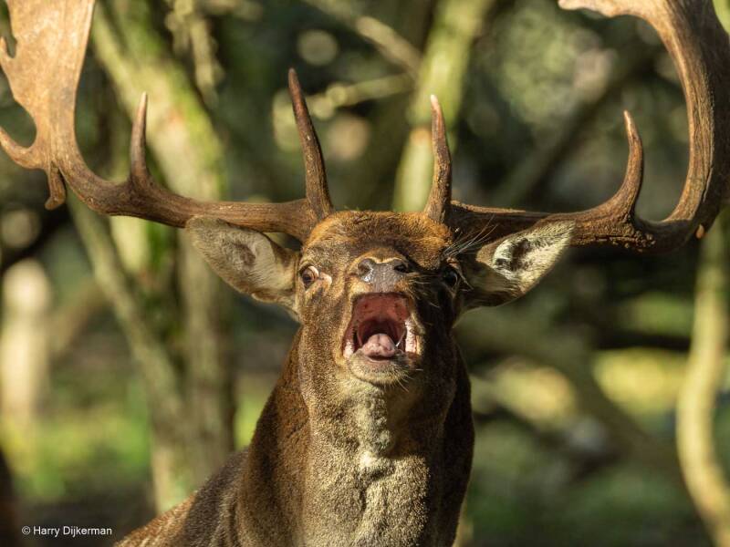 Damhert - Fellow Deer