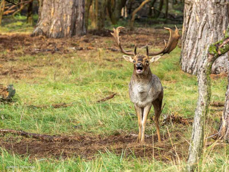 Damhert - Fellow Deer