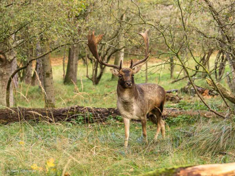 Damhert - Fellow Deer