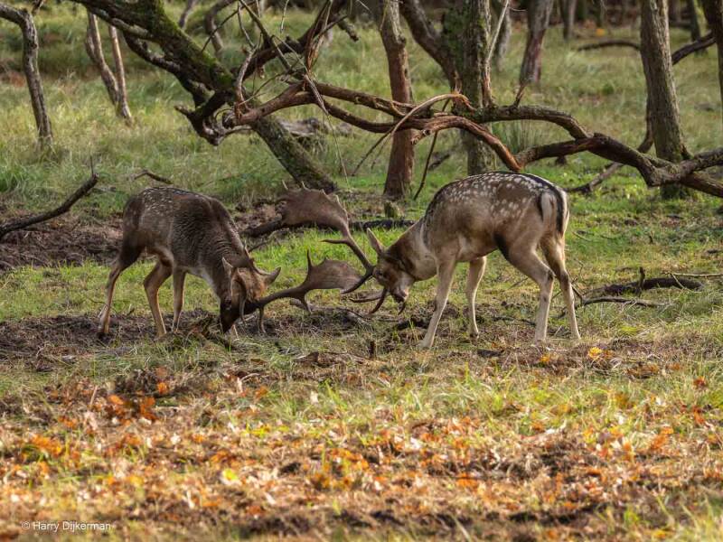 Damhert - Fellow Deer