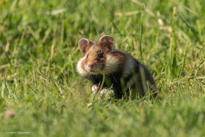 Korenwolf - European Hamster