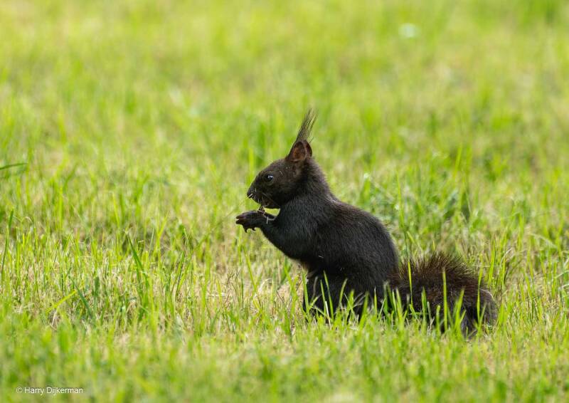Eekhoorn melanistisch  - Red Squirrel