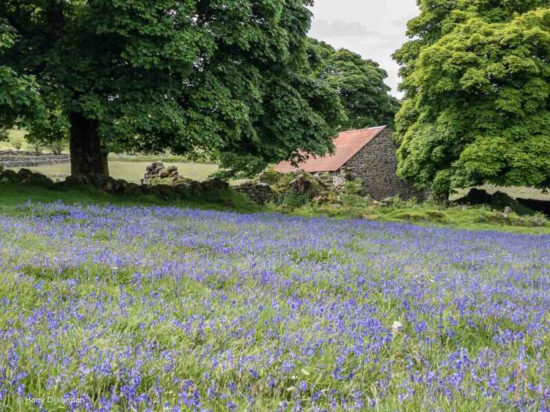 Blue Bells Emsworthy