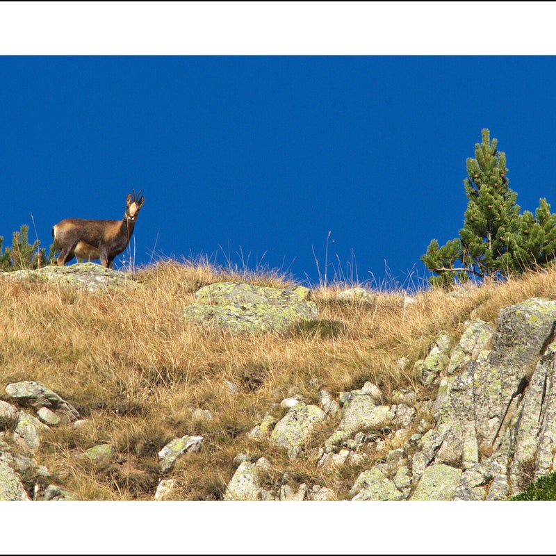 Isard des Pyrénées