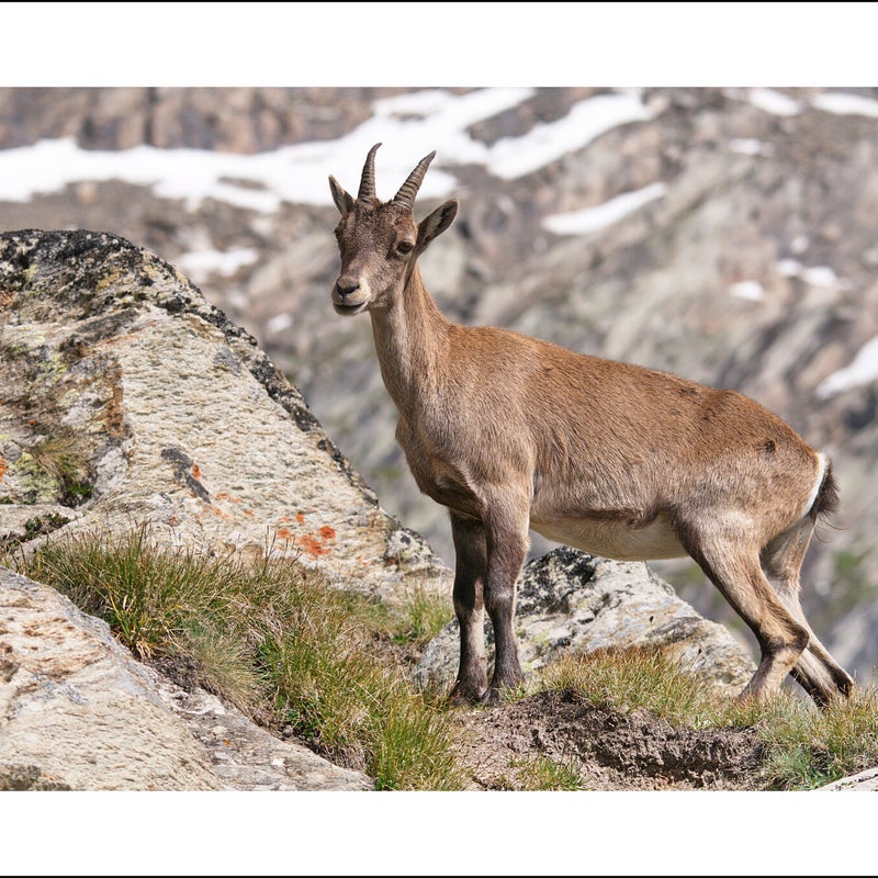 Bouquetin des alpes