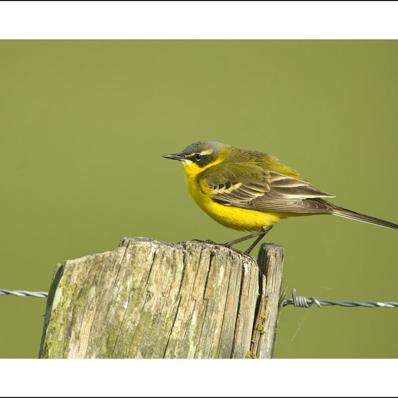 Bergeronnette printannière