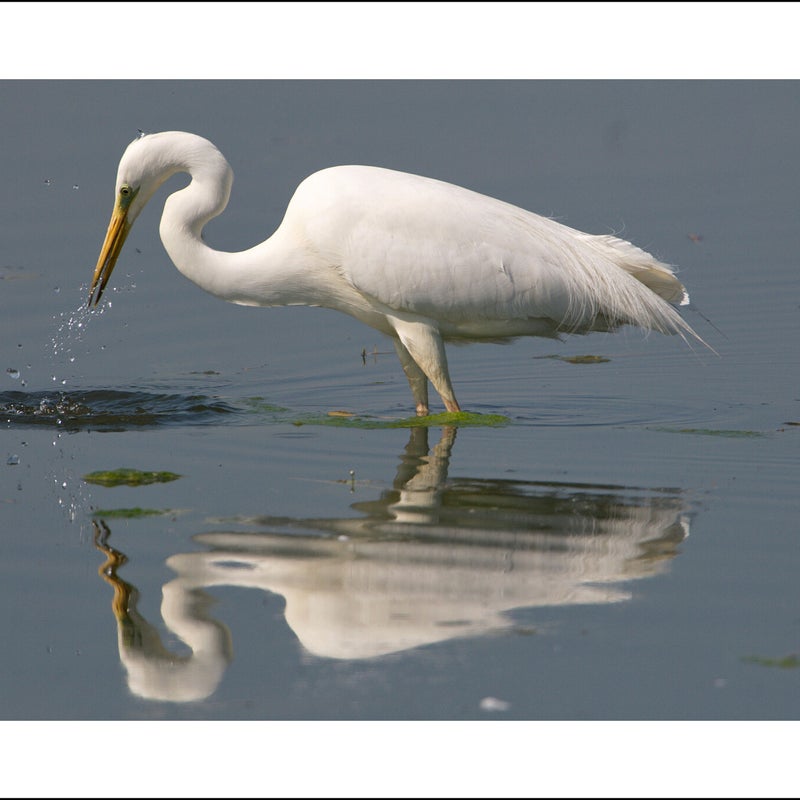 Grande aigrette