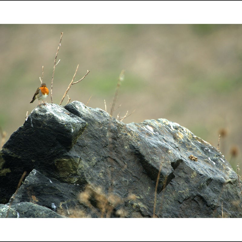 Rougegorge familier