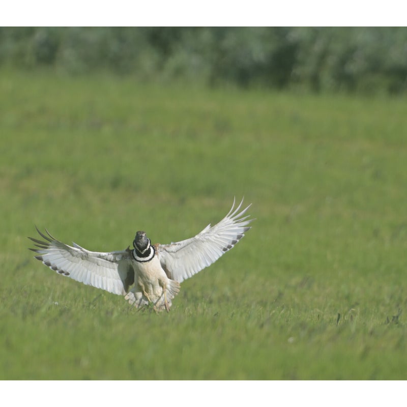 Outarde canepetière