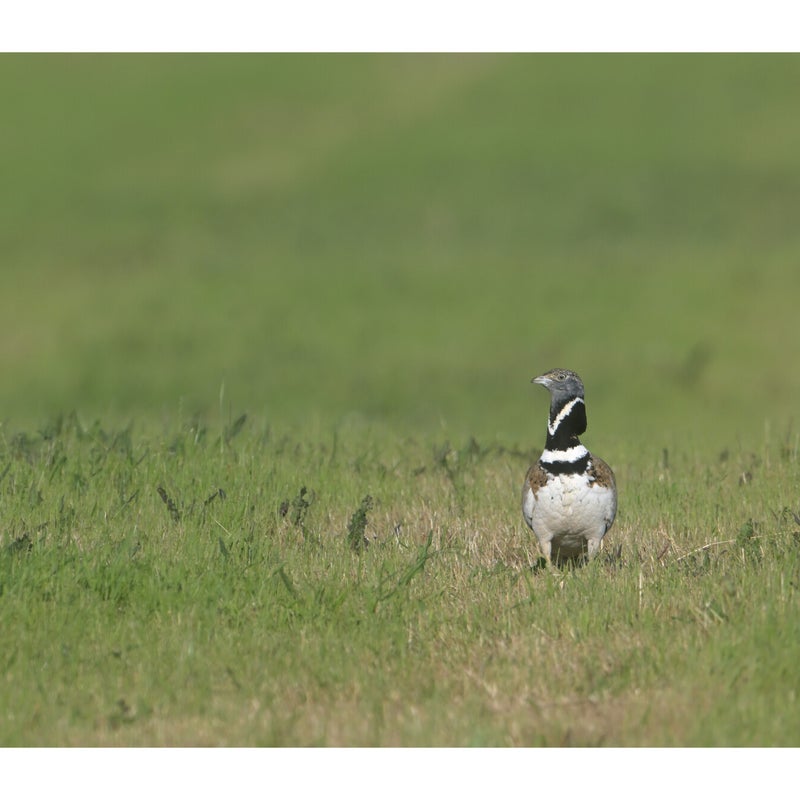 Outarde canepetière
