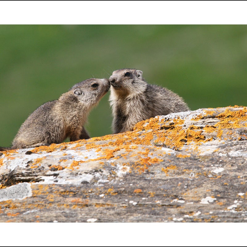 Marmottes des Alpes