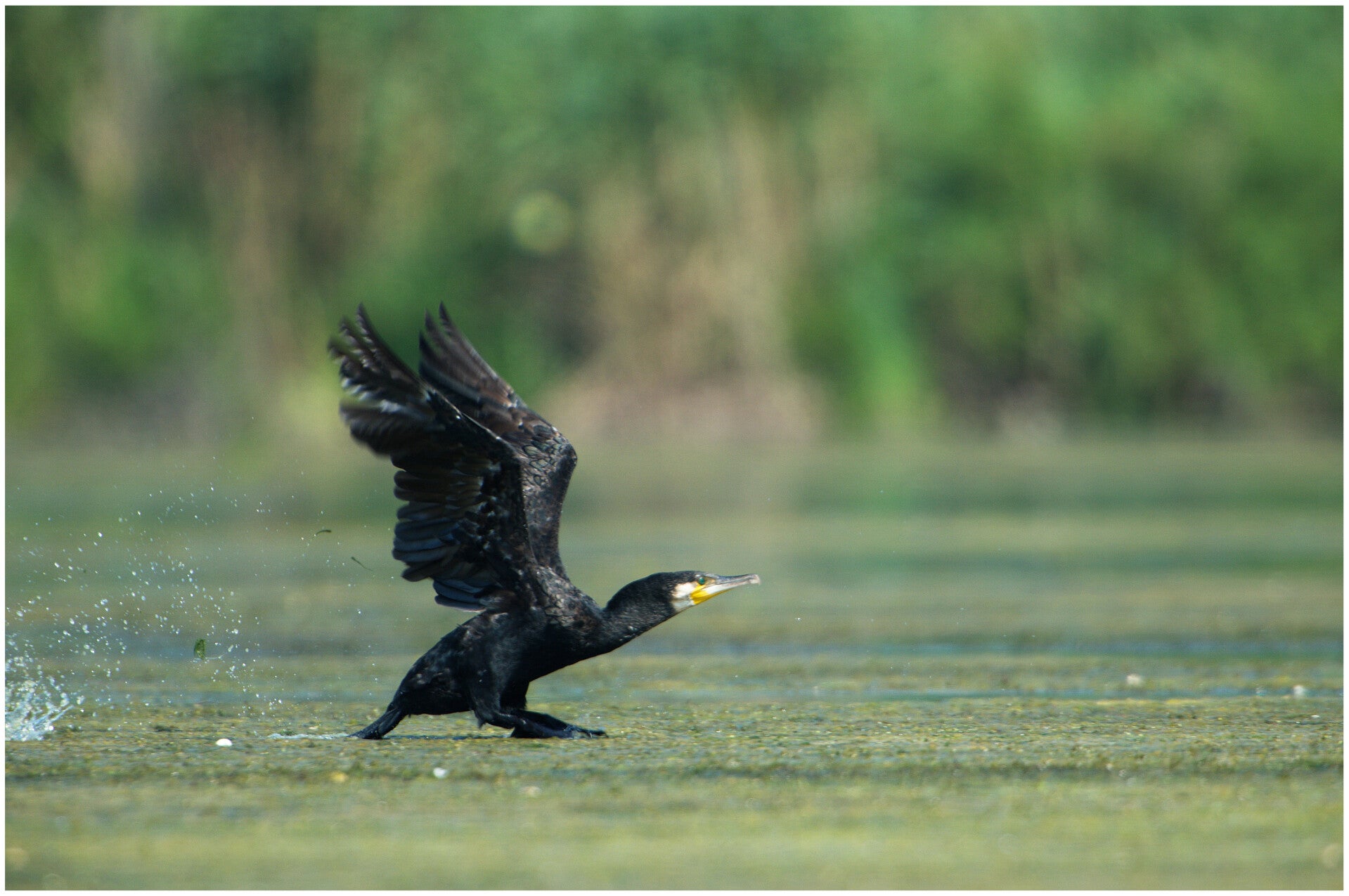 Grand cormoran