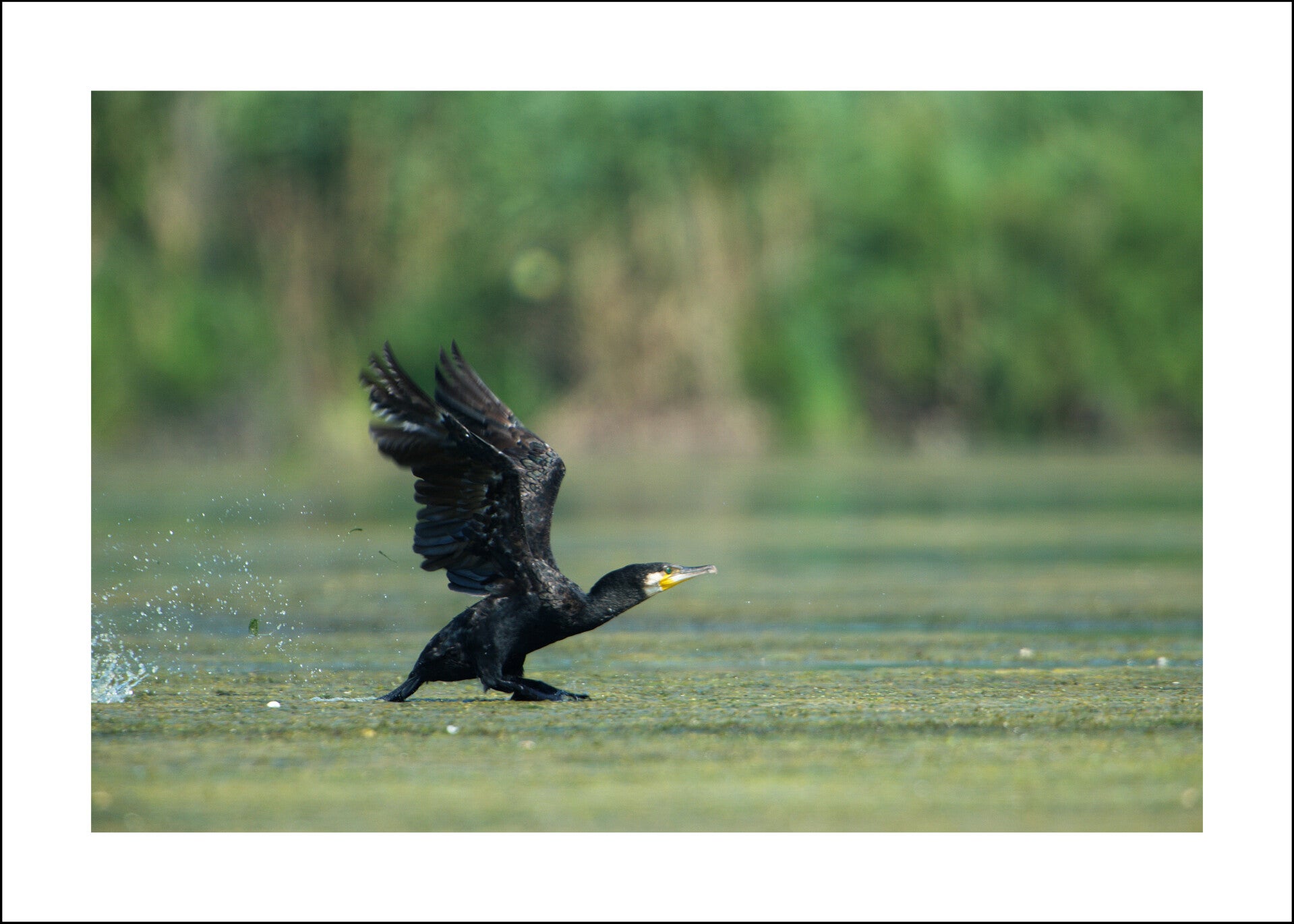 Grand cormoran