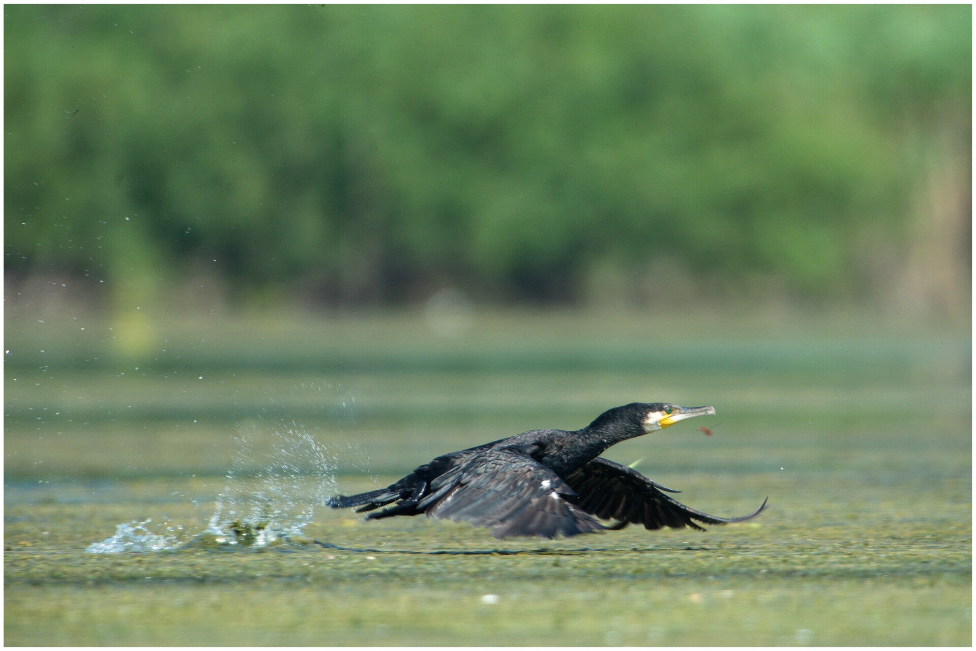 Grand cormoran