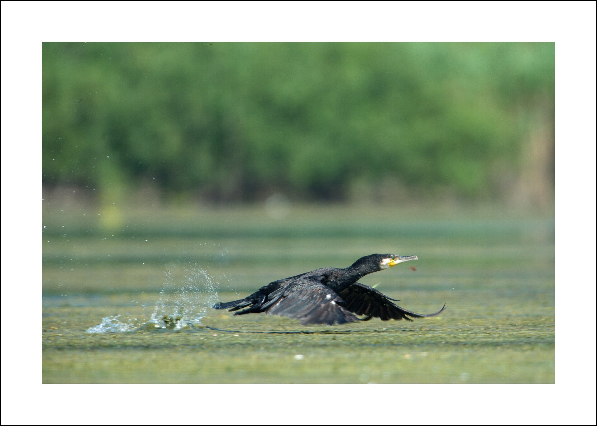 Grand cormoran