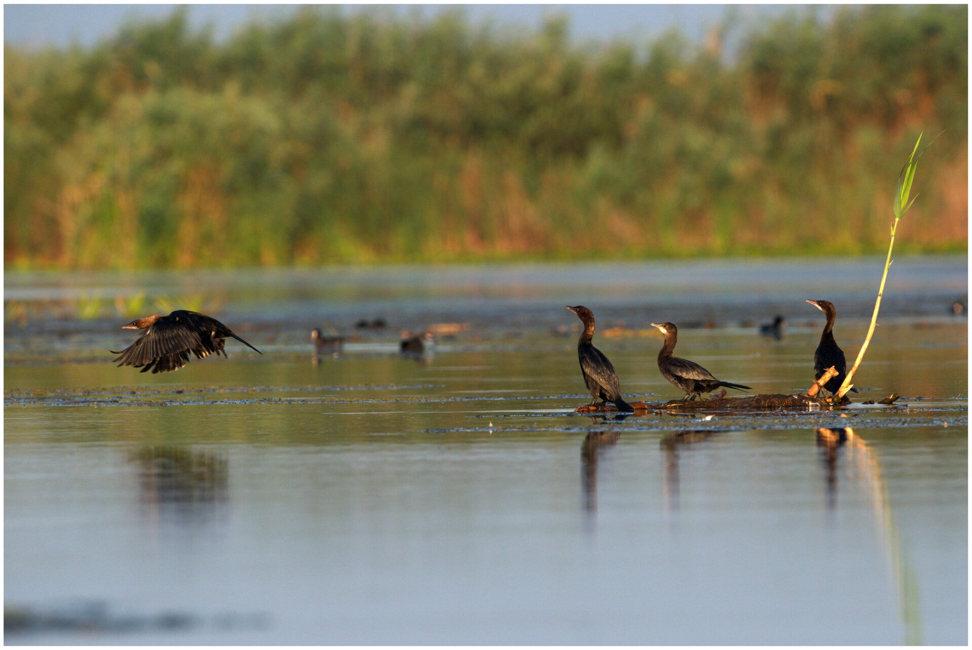 Grands cormorans