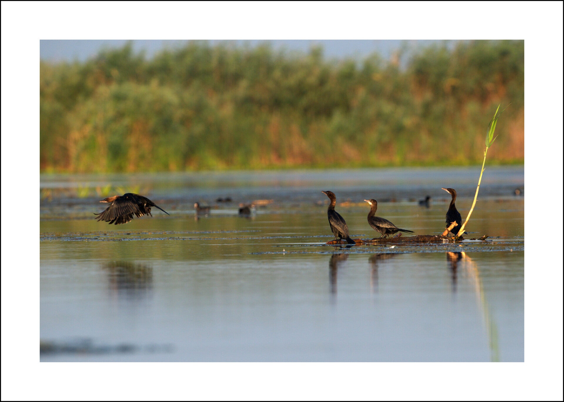 Grands cormorans