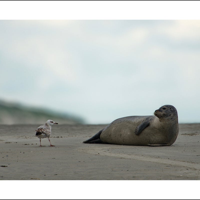 Phoque veau-marin & goéland argenté