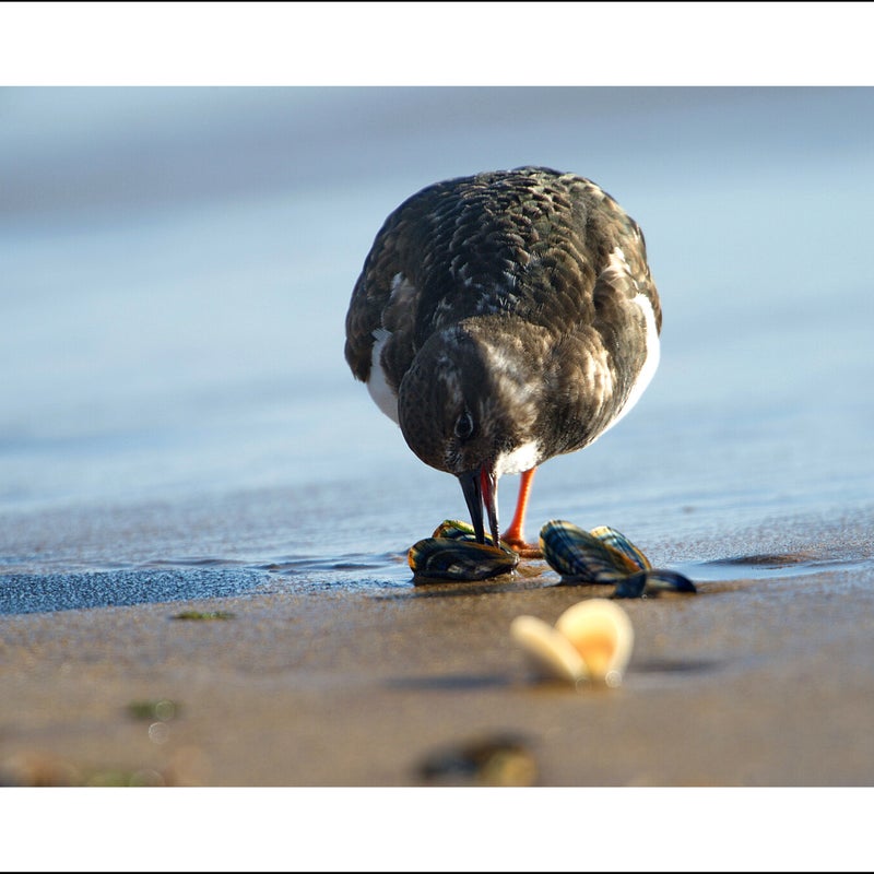 Tournepierre à collier