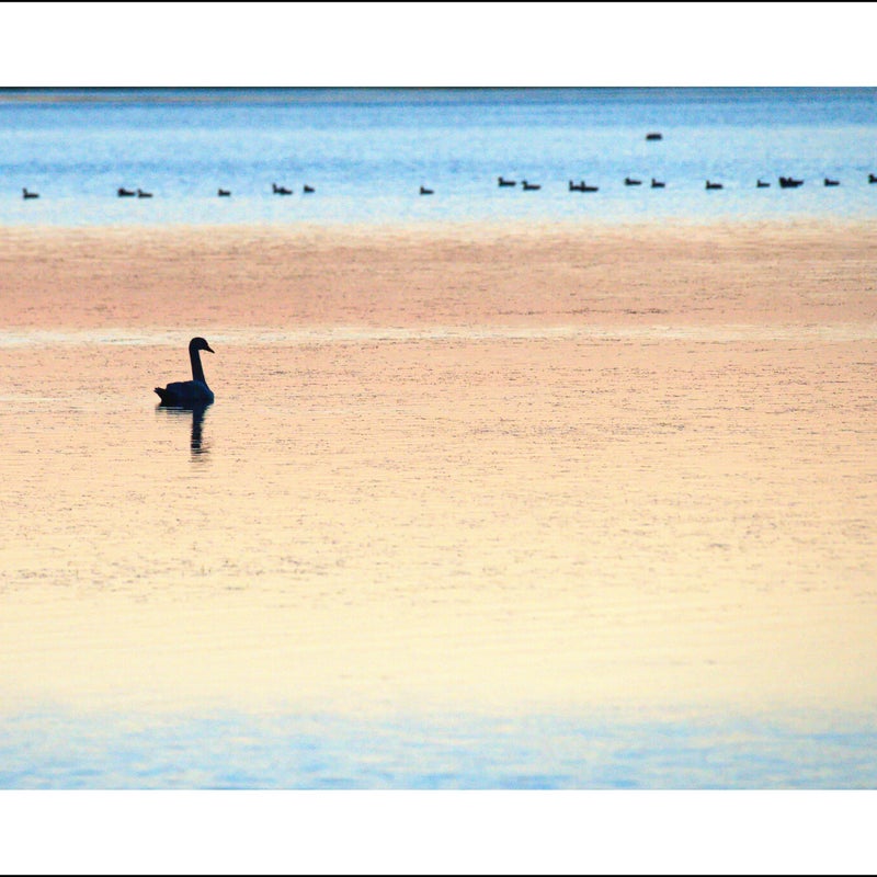 Cygne noir