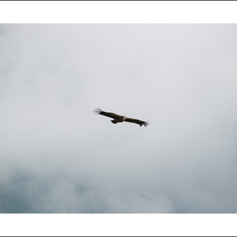 Vautour fauve
