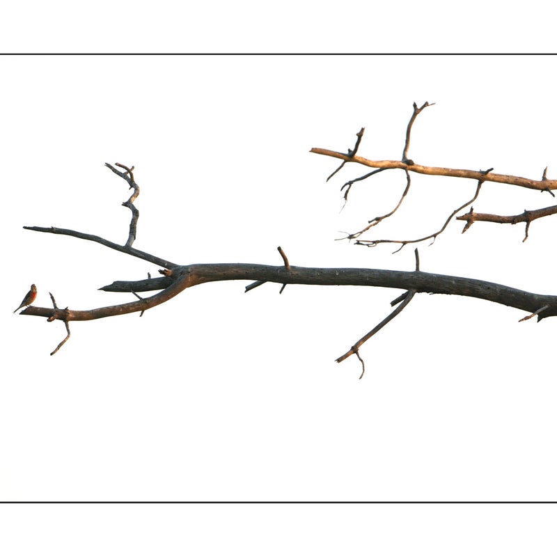 Linotte mélodieuse