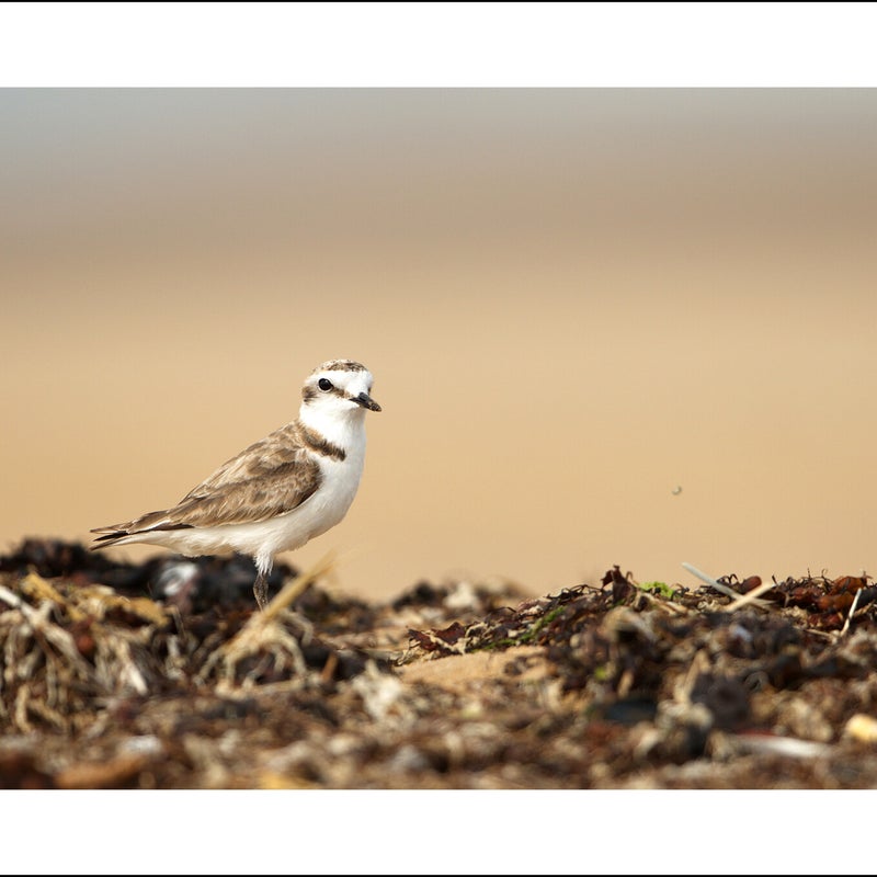 Gravelot à collier interrompu